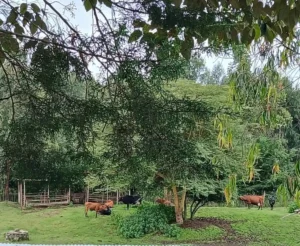 Mount Vernon Hospital-Gordon grazing yard
